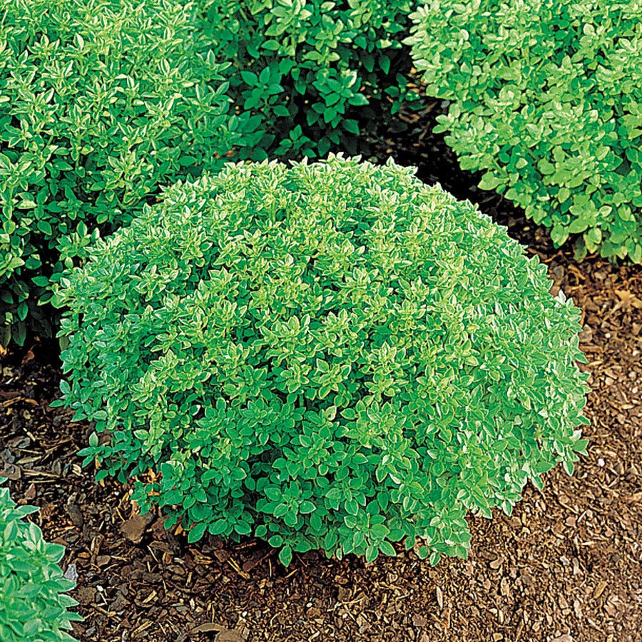 Minette Basil Seeds