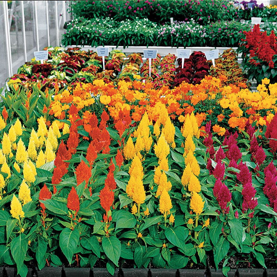 Century Mix Celosia Seeds