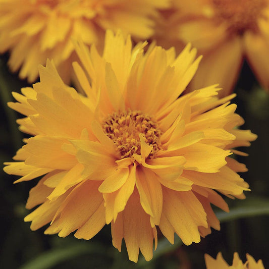 Presto Gold Coreopsis Seeds