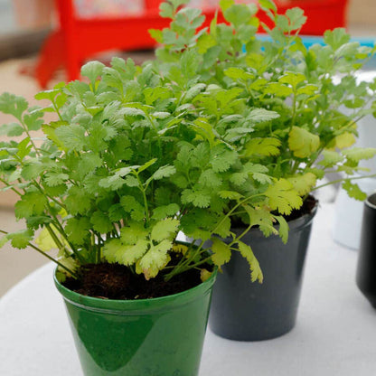 Santo Cilantro Seeds