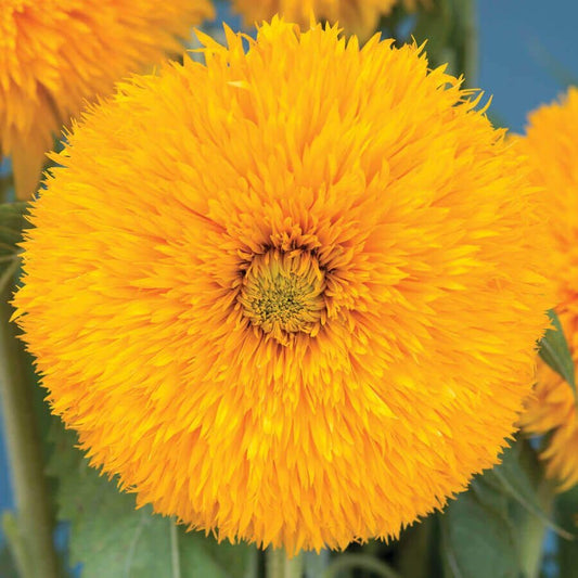 Double Sunking Sunflower Seeds