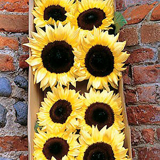 ProCut® Lemon Hybrid F1 Sunflower Seeds