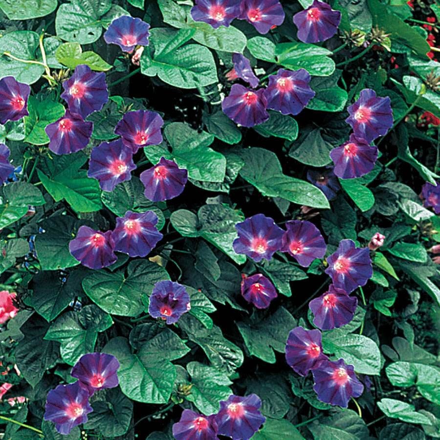 'Star Of Yelta' Morning Glory Vine Seeds