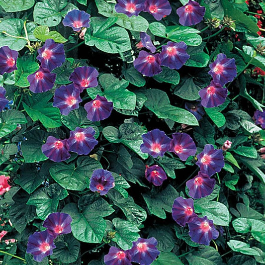 'Star Of Yelta' Morning Glory Vine Seeds