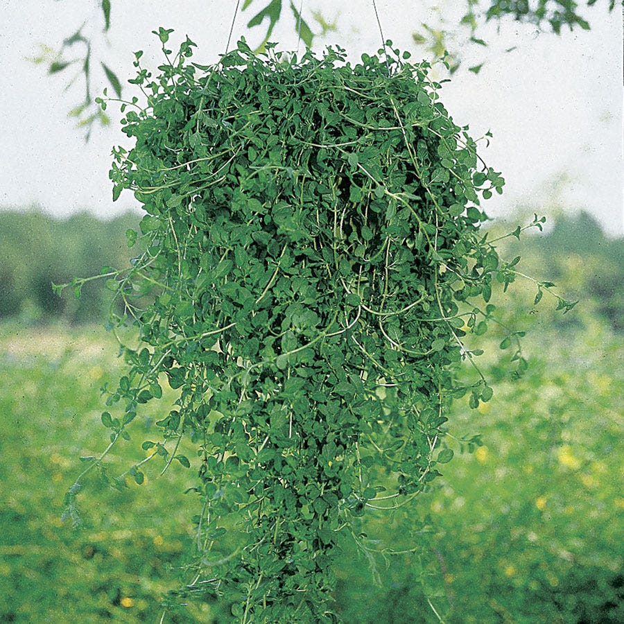 Pennyroyal Seeds