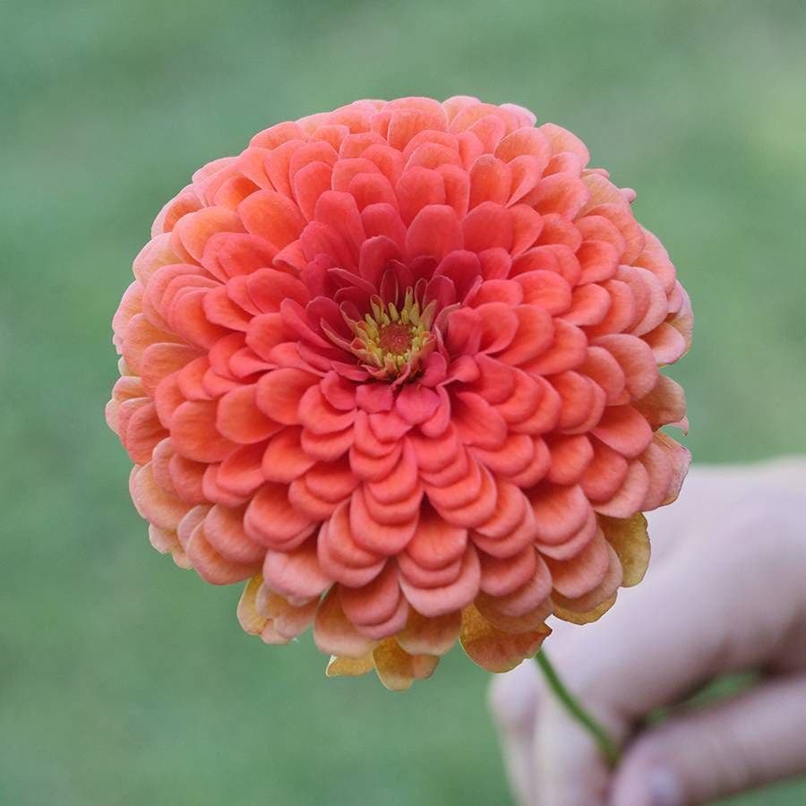 Park's Picks Coral Zinnia Seeds