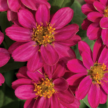 Profusion Cherry Zinnia Seeds
