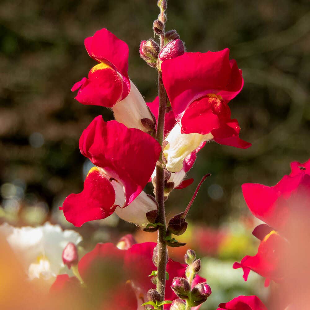Night and Day Snapdragon Seeds