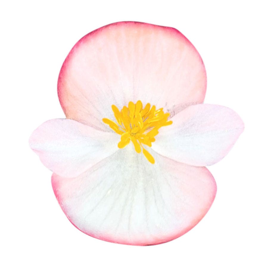 Cocktail™ Rum Begonia Seeds