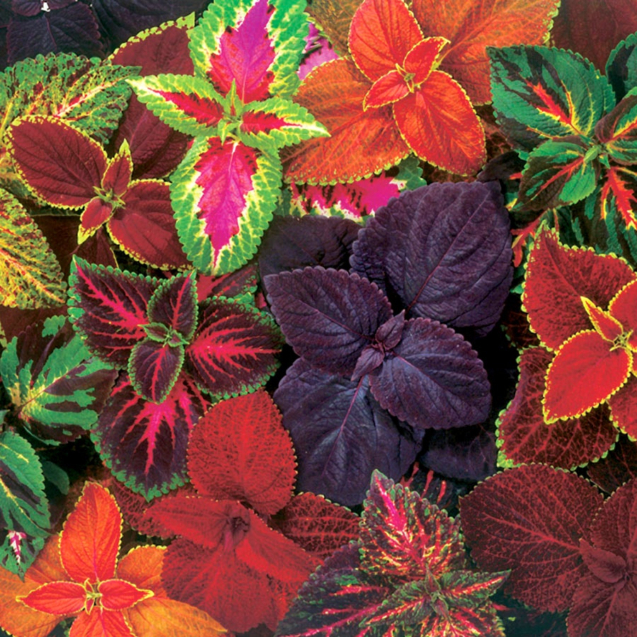 Giant Exhibition™ Complete Mix Coleus Heirloom Seeds