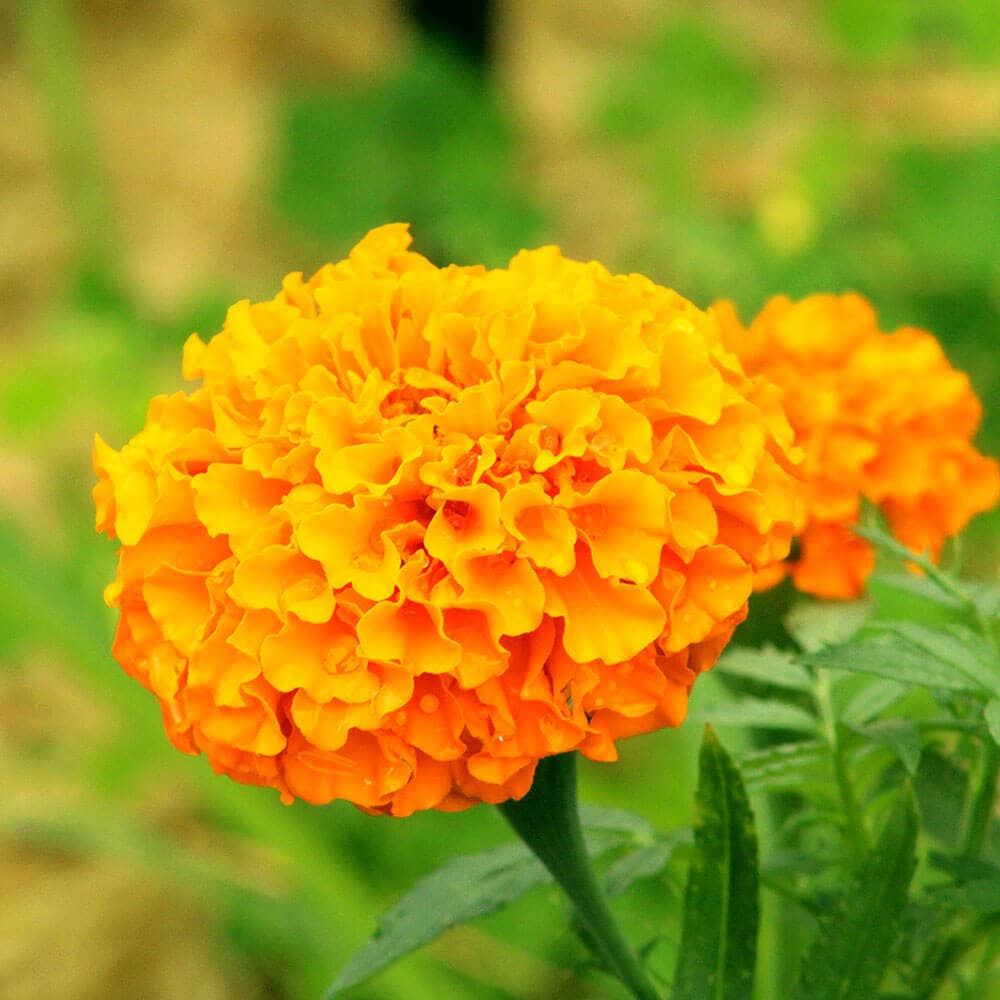 Park's Whopper Orange Marigold Seeds