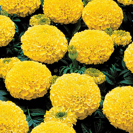 Park's Whopper Yellow Marigold Seeds