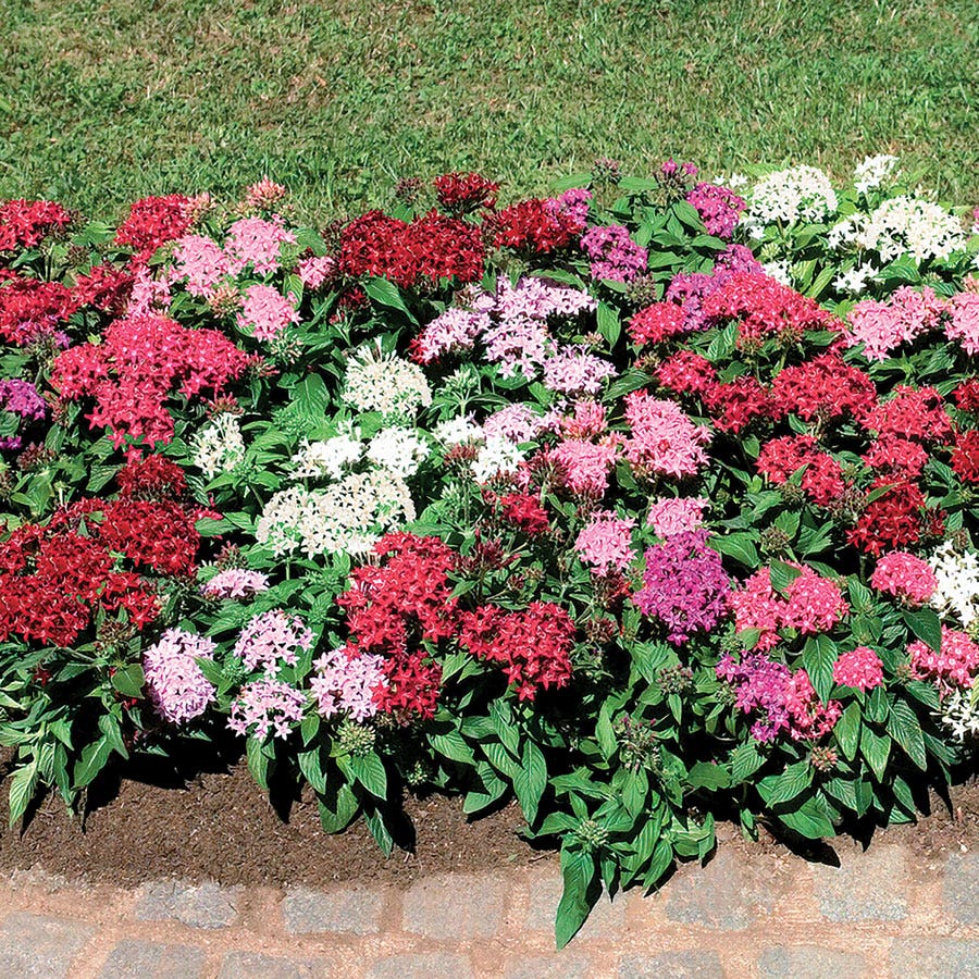 Graffiti® Mix Pentas Seeds
