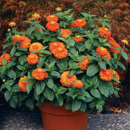 Magellan™ Orange Zinnia Seeds