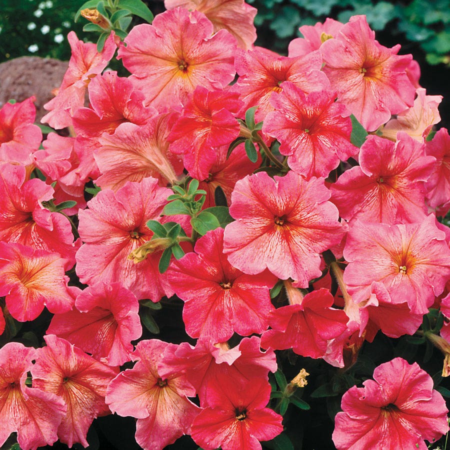 Dolcissima Fragolino Petunia Seeds