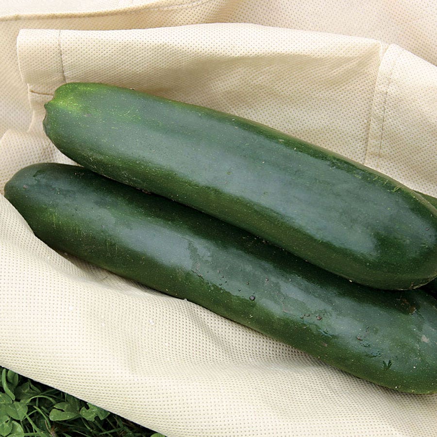 Raven Hybrid Squash Seeds