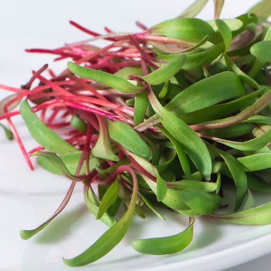 Ruby Red Swiss Chard Microgreens Seeds