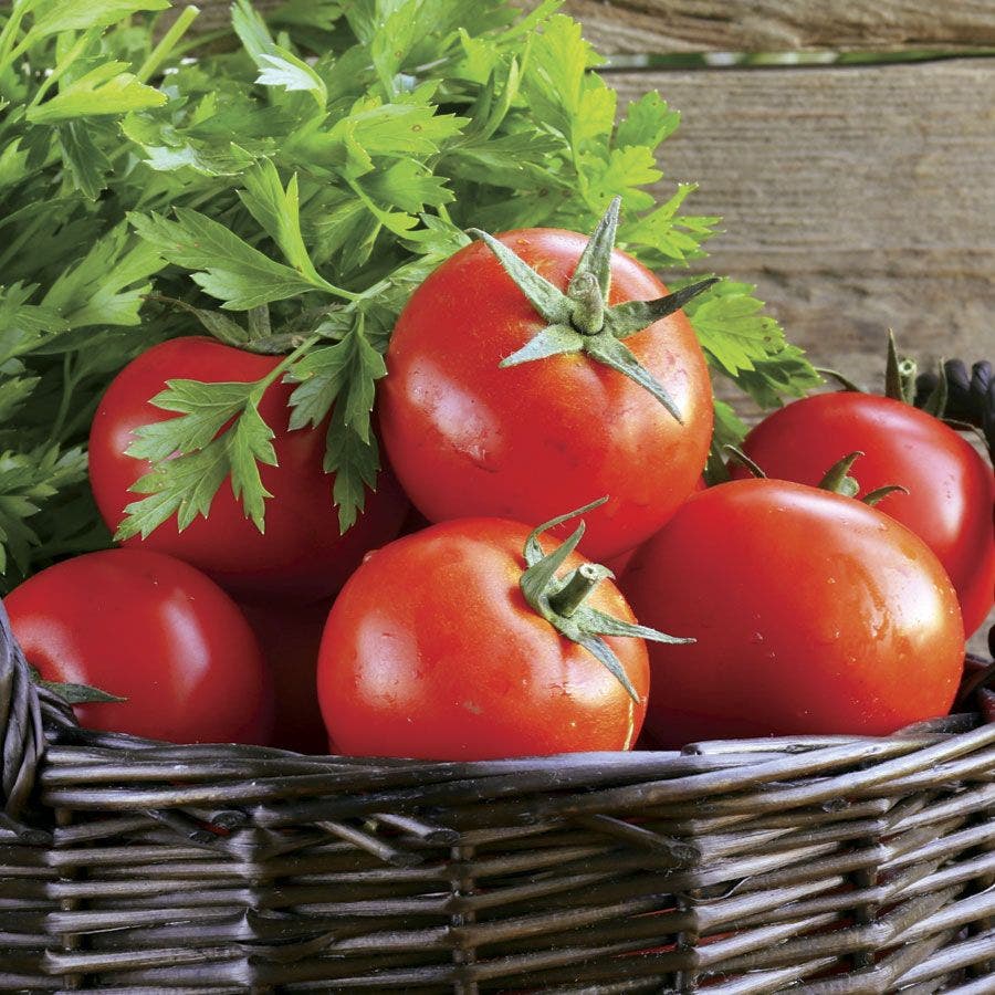 Early Girl Hybrid Tomato Seeds