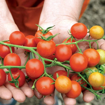 Supersweet 100 Hybrid Cherry Tomato Seeds