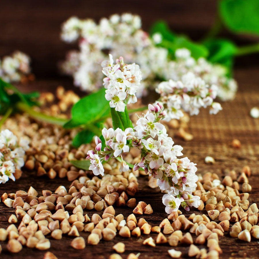 Organic Buckwheat Seeds