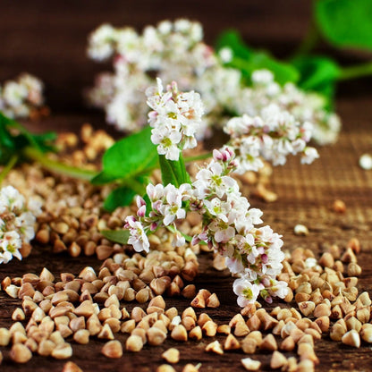Organic Buckwheat Seeds