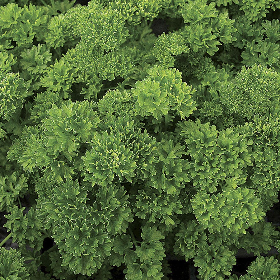 Lisette Parsley Seeds