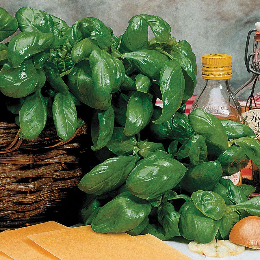 Large Leaf Italian Organic Basil Seeds