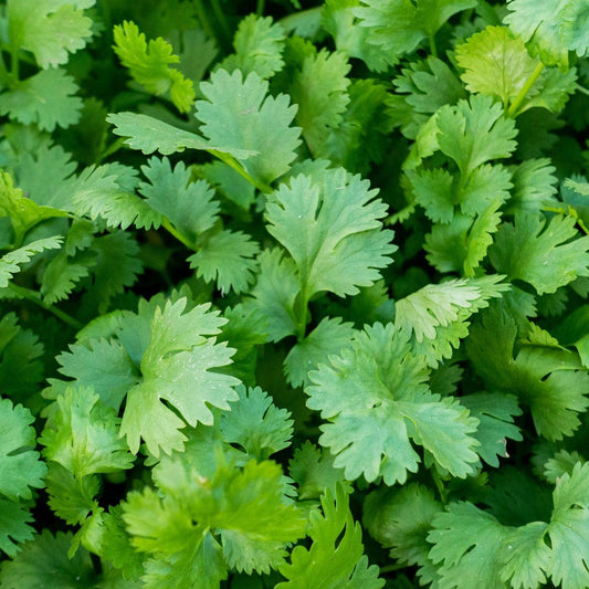 Longstanding Organic Cilantro Seeds