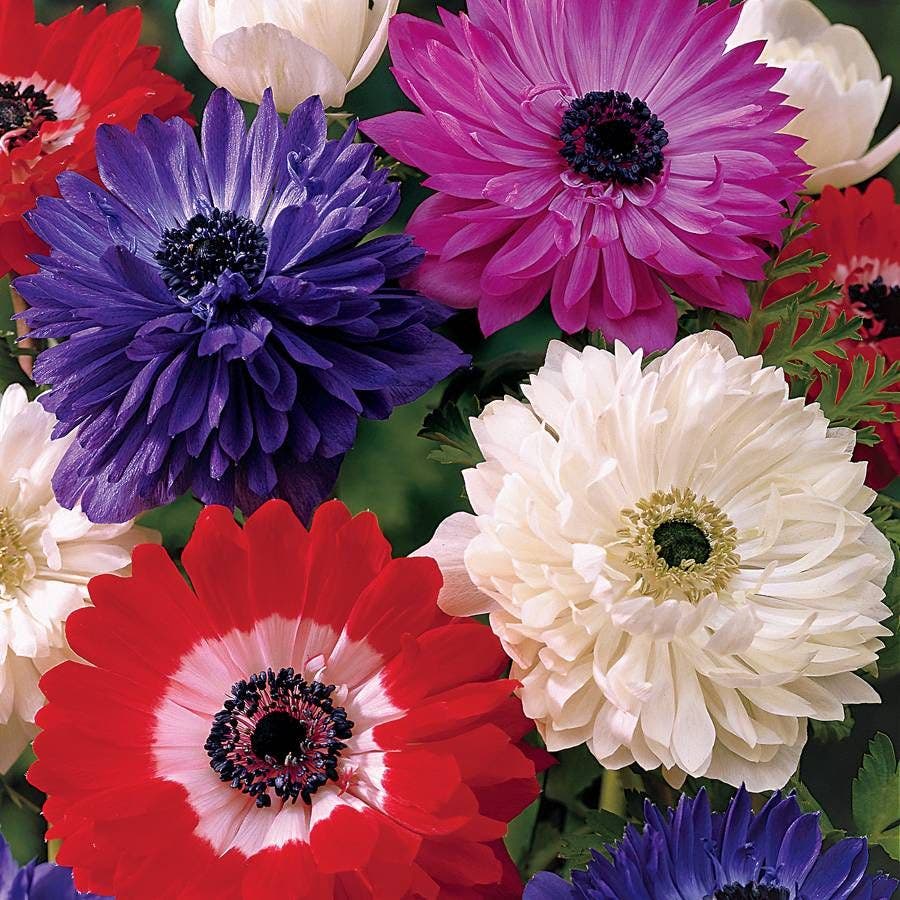 St. Brigid Double Mix Windflower - Pack of 10