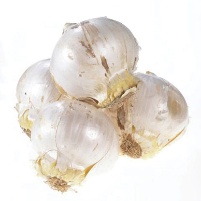 Allium Giganteum Ornamental Onion Bulb
