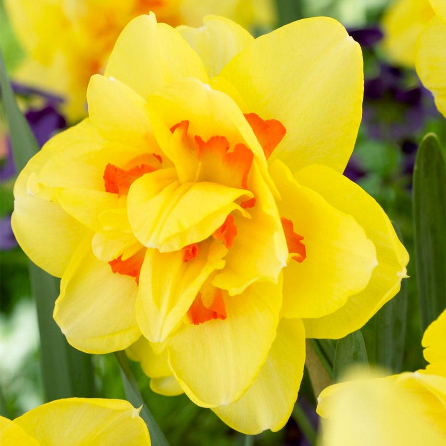 Narcissus Tahiti Daffodil Bulbs
