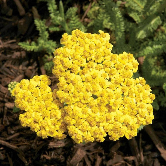 Little Moonshine Yarrow