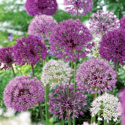 Ornamental Onion Bulbs Festival Box Set of 25