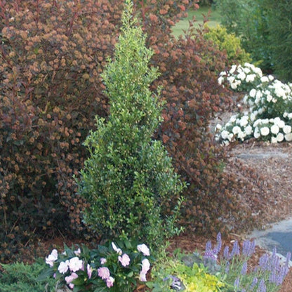 Ilex Sky Box®