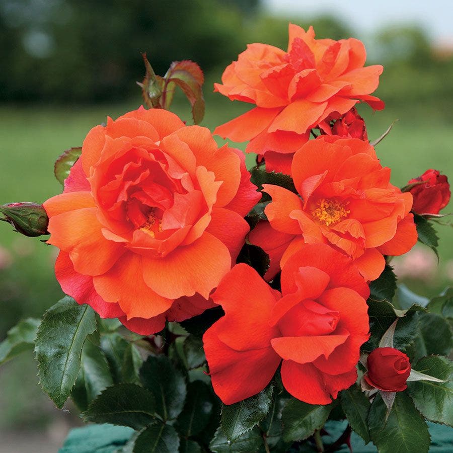 Sierra Lady™  Sunbelt® Floribunda Rose