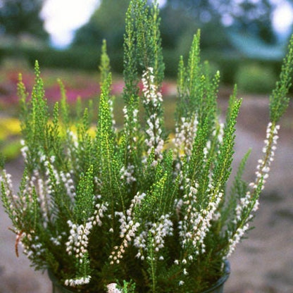 'Calluna Spring Cream'