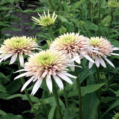 Echinacea Cone-fections™ 'Cherry Fluff'