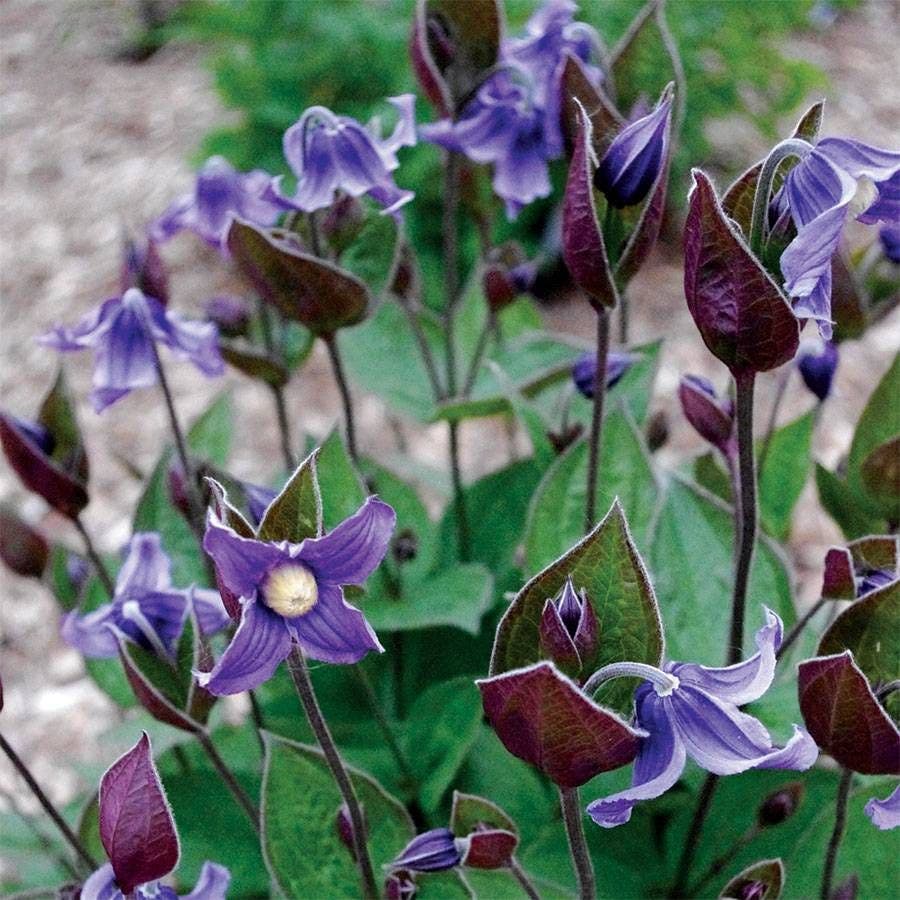 Clematis 'Stand By Me'