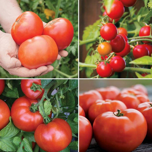 Park Seed Exclusive Tomato Seed Bundle