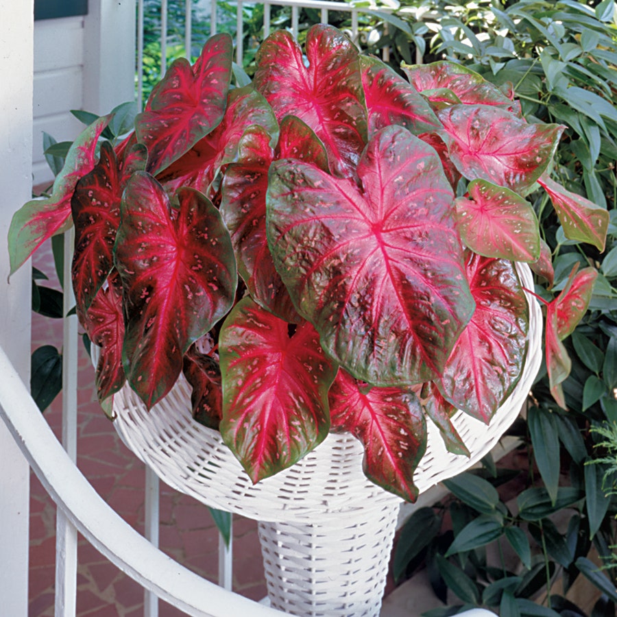 Caladium Red Flash Bulbs
