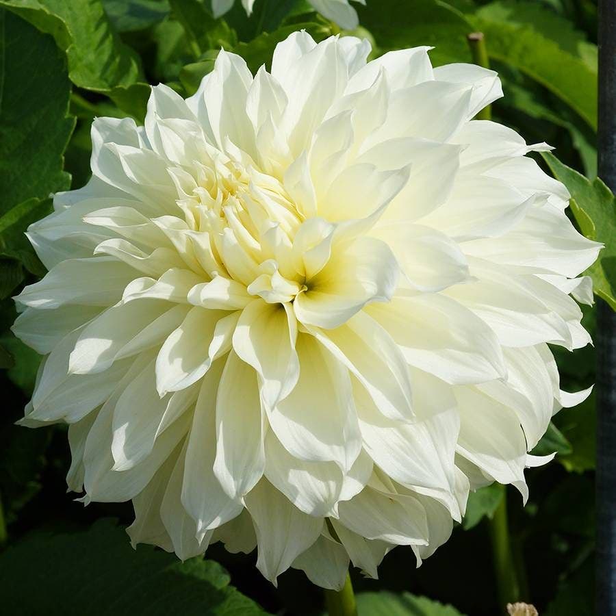 'Fleurel' Dahlia Bulb
