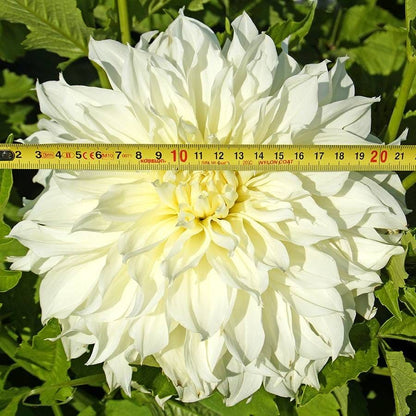 'Fleurel' Dahlia Bulb