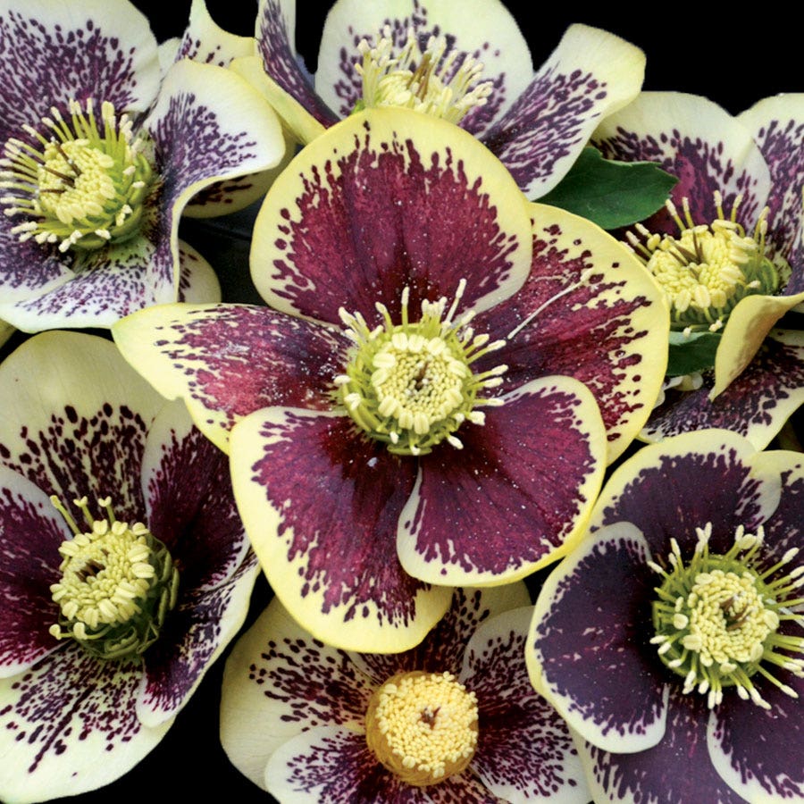 Helleborus Honeymoon® 'Rio Carnival'