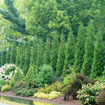 Thuja Full Speed A Hedge®