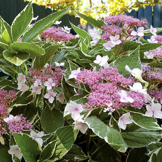 Hydrangea First Editions® Light-O-Day®