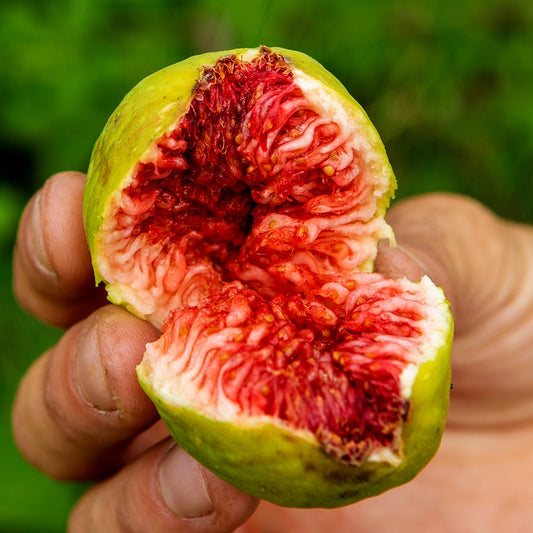 Stella Fig Tree™