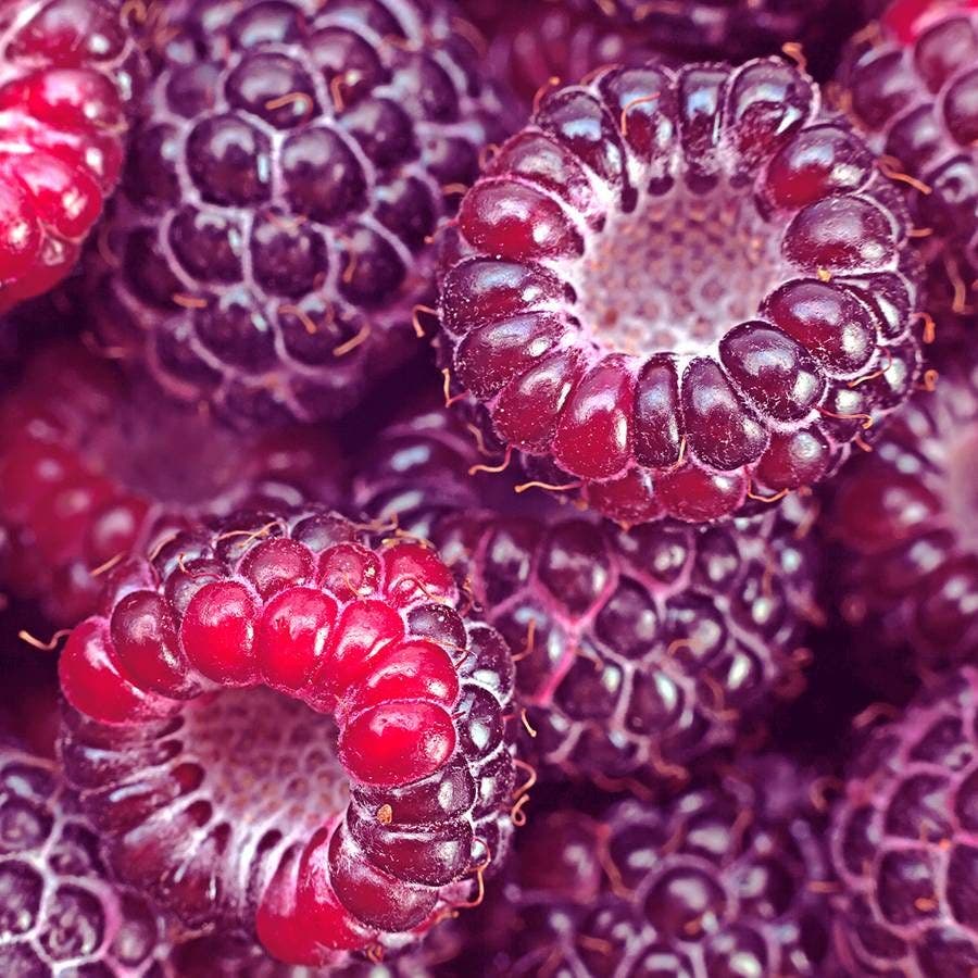 Rubus 'Royalty' Raspberry