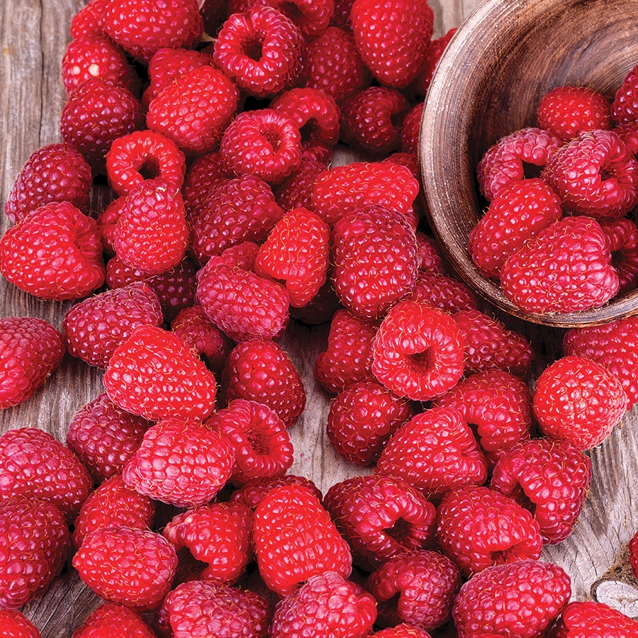 Rubus 'Latham' Raspberry