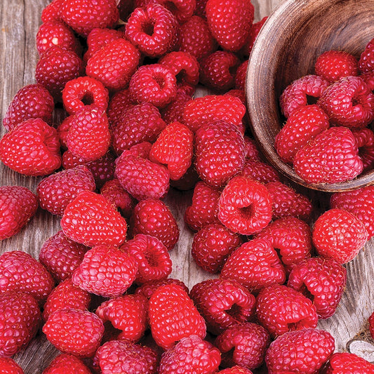 Rubus 'Latham' Raspberry