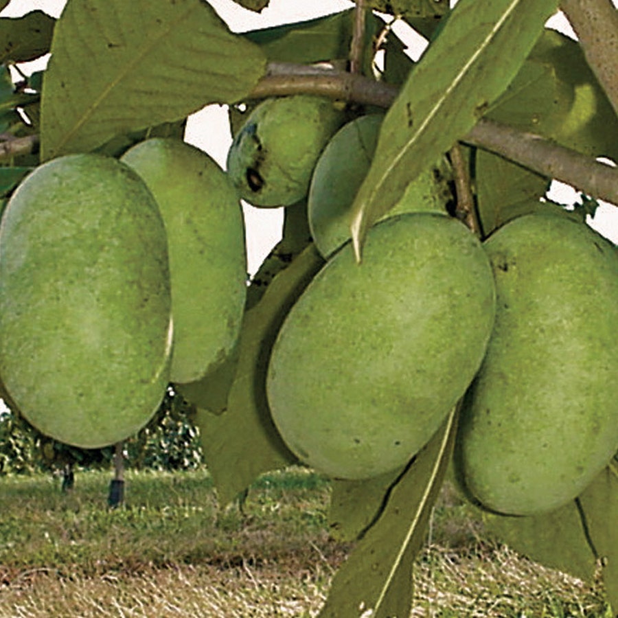 Asimina Paw Paw Shenandoah